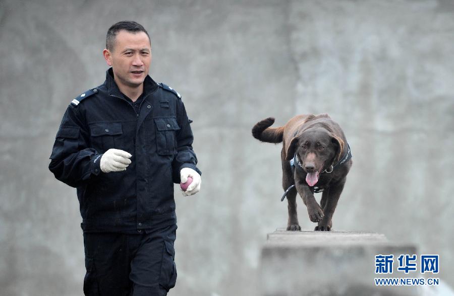 （关注春运）（1）警犬“东东”的春运