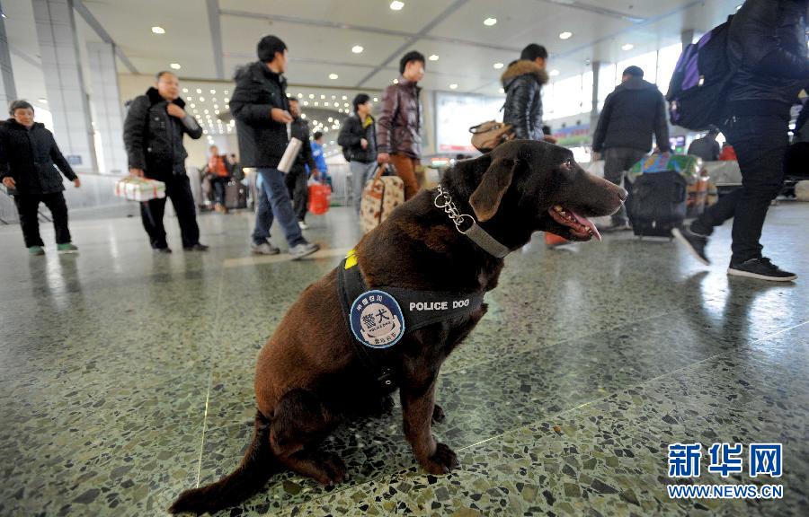 （关注春运）（6）警犬“东东”的春运