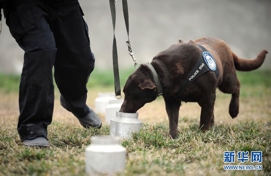 （关注春运）（2）警犬“东东”的春运