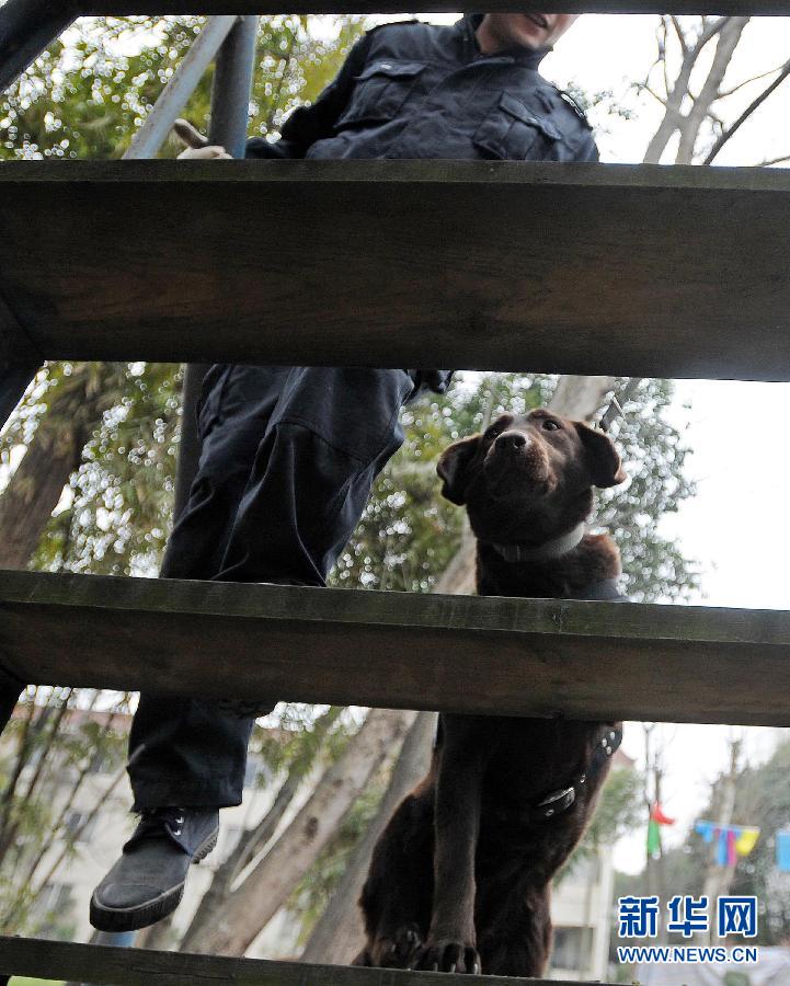 （关注春运）（3）警犬“东东”的春运