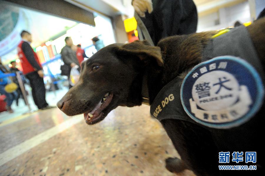 （关注春运）（5）警犬“东东”的春运