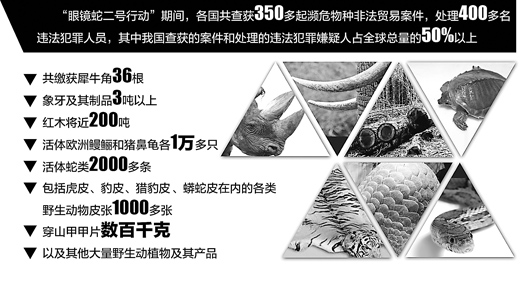 眼镜蛇行动，全球打击物种走私（热点解读）
