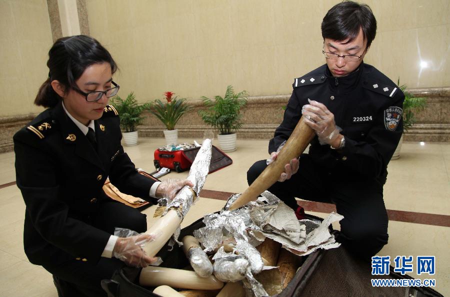 （XHDW）（1）上海浦东机场海关查获大宗象牙走私案