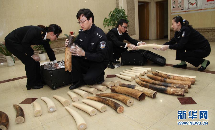（XHDW）（2）上海浦东机场海关查获大宗象牙走私案