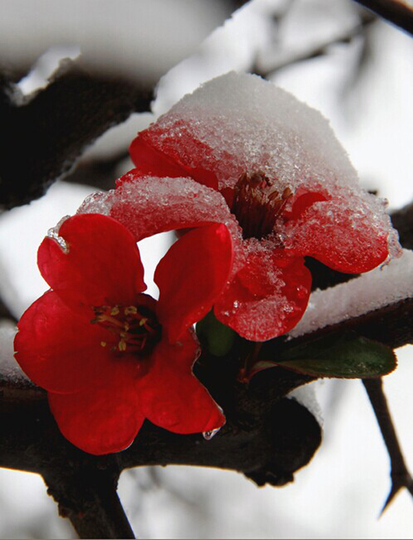 雪里红